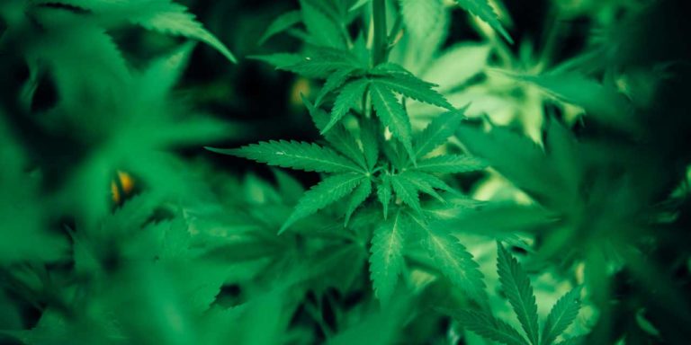 estados-ampliados-conciencia-jorge-carvajal