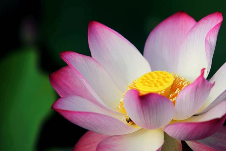 morir al no ser para renacer