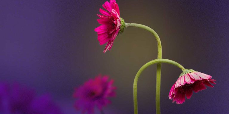 Aprender a morir para vivir