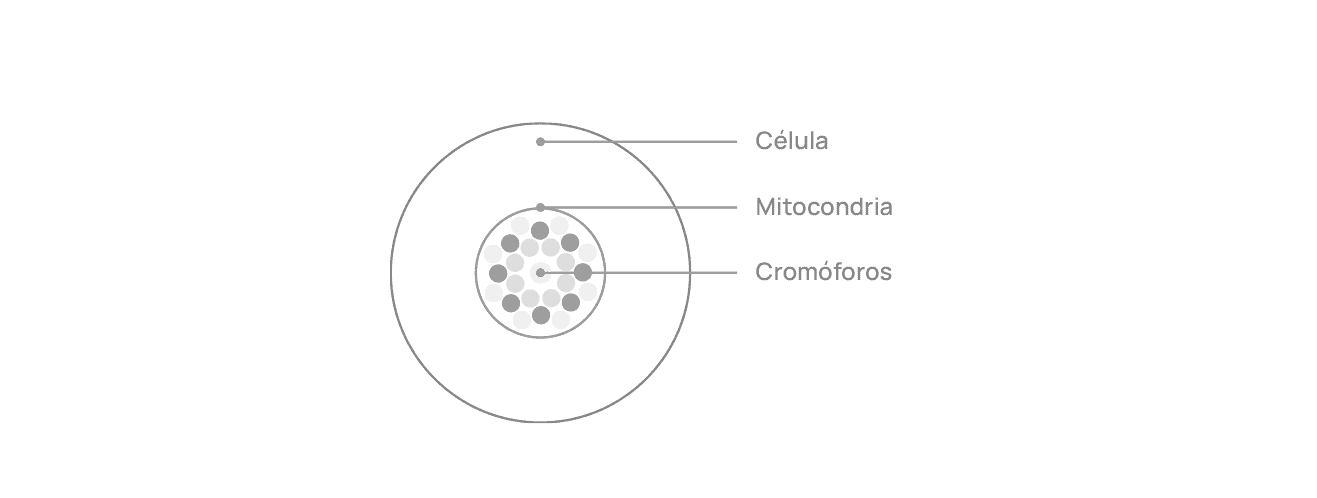 Nua_Diagrama_Absorción de la luzVERTICAL