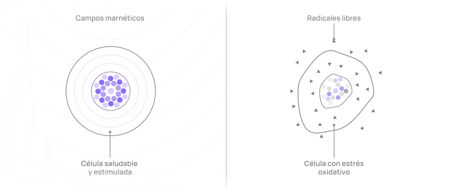 Nua_Diagrama_Edecto sobre los radicales libresVERTICAL