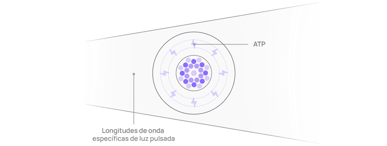 Nua_Diagrama_Estimulación de la cadena respiratoriaVERTICAL