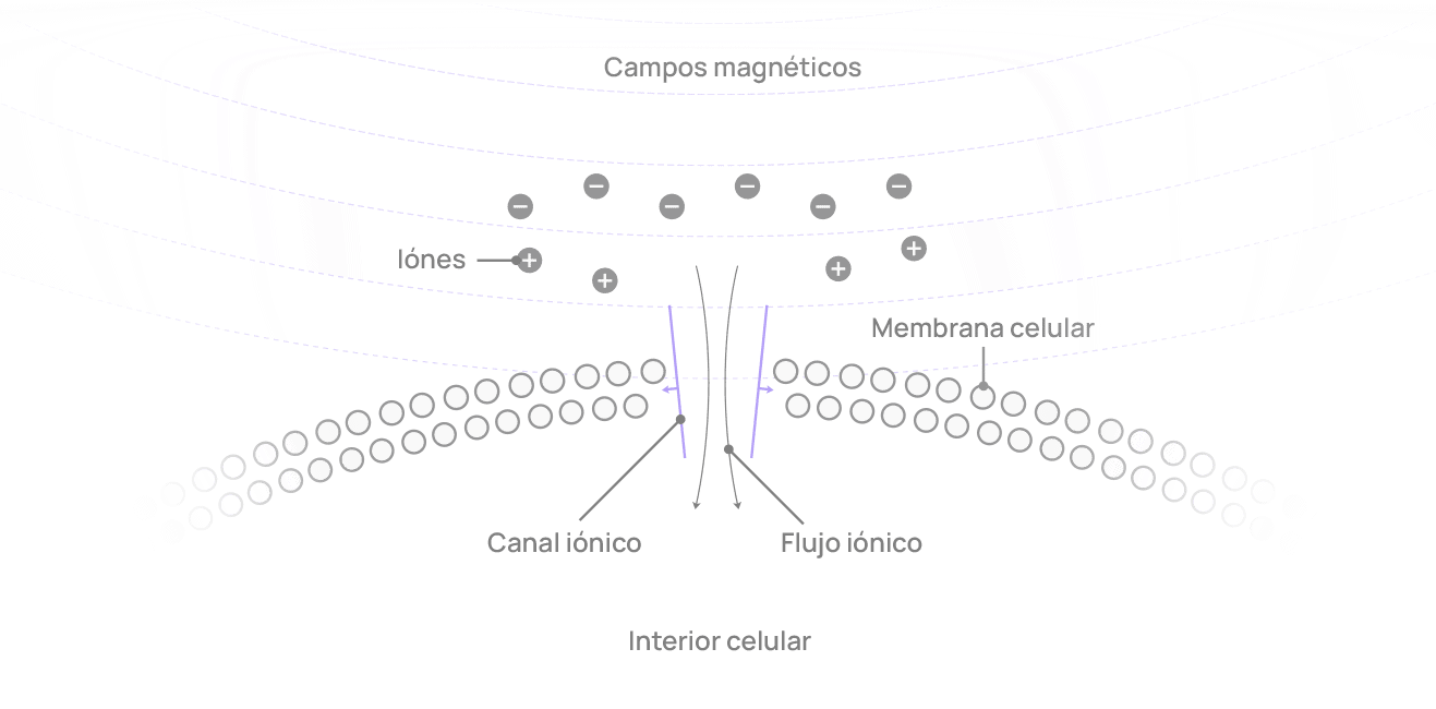 Nua_Diagrama_Influencia en el flujo iónicoVERTICAL